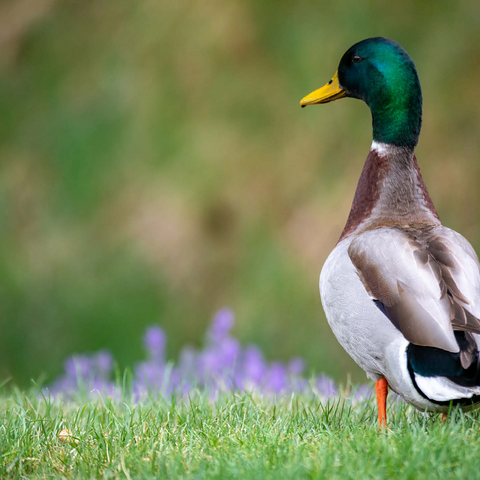 Mallard Duck on Spring Meadow with Flowers 500 Jigsaw Puzzle 3D Modell