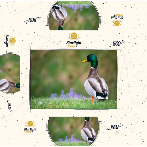 Mallard Duck on Spring Meadow with Flowers 500 Jigsaw Puzzle box 3D Modell