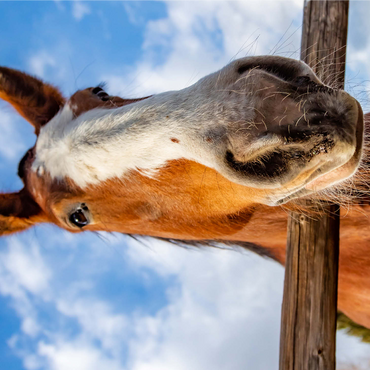 Clydesdale Horse Close-Up with Blue Sky Backdrop 1000 Jigsaw Puzzle 3D Modell