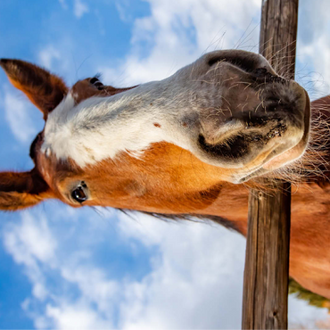 Clydesdale Horse Close-Up with Blue Sky Backdrop 100 Jigsaw Puzzle 3D Modell