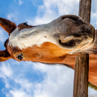 Clydesdale Horse Close-Up with Blue Sky Backdrop 500 Jigsaw Puzzle 3D Modell