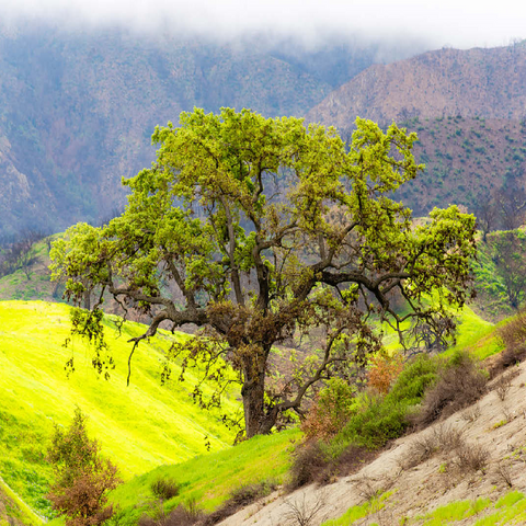 California Oak Tree in Spring Green Hills 100 Jigsaw Puzzle 3D Modell
