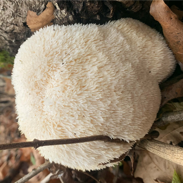 Lion's Mane Mushroom Bloom 1000 Jigsaw Puzzle 3D Modell