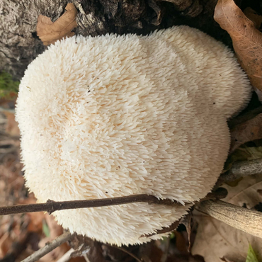 Lion's Mane Mushroom Bloom 500 Jigsaw Puzzle 3D Modell