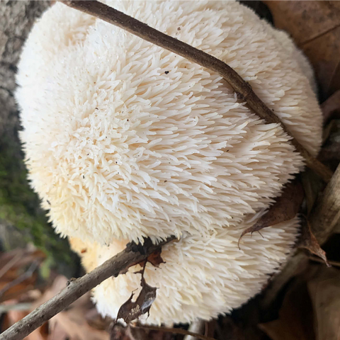 Lion's Mane Mushroom on Log 1000 Jigsaw Puzzle 3D Modell