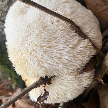 Lion's Mane Mushroom on Log 500 Jigsaw Puzzle 3D Modell