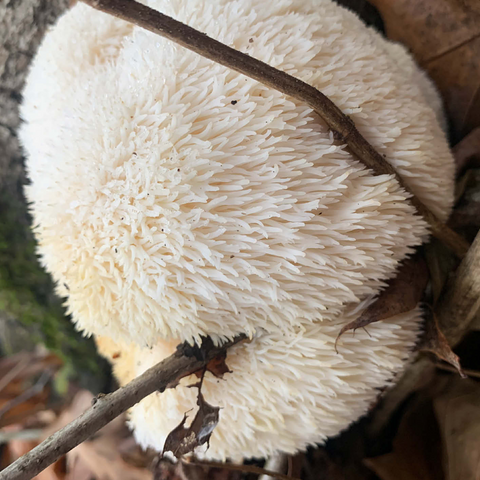 Lion's Mane Mushroom on Log 500 Jigsaw Puzzle 3D Modell