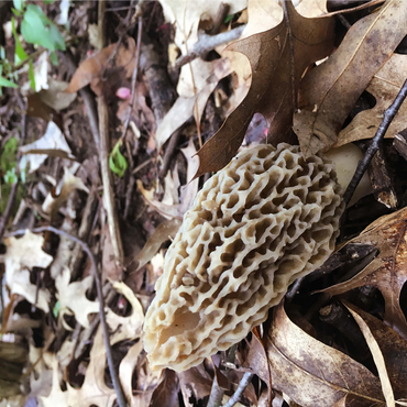 Mushroom in Fall Leaves 1000 Jigsaw Puzzle 3D Modell