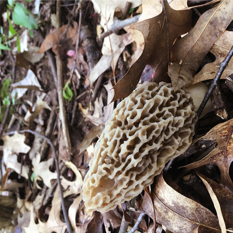 Mushroom in Fall Leaves 1000 Jigsaw Puzzle 3D Modell