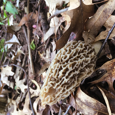 Mushroom in Fall Leaves 500 Jigsaw Puzzle 3D Modell