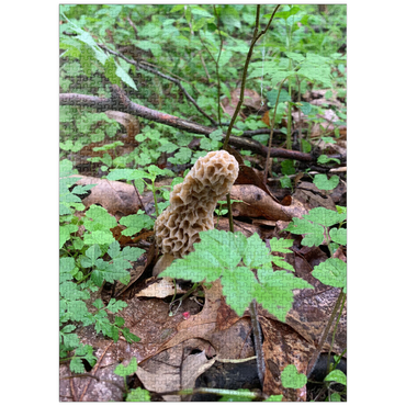 puzzleplate Mushroom in the Woods 1000 Jigsaw Puzzle