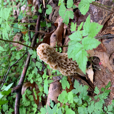 Mushroom in the Woods 1000 Jigsaw Puzzle 3D Modell