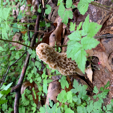 Mushroom in the Woods 500 Jigsaw Puzzle 3D Modell