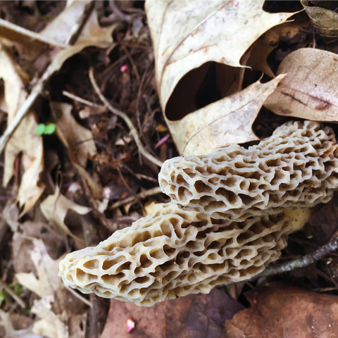 Mushrooms Sprouting in the Woods 1000 Jigsaw Puzzle 3D Modell