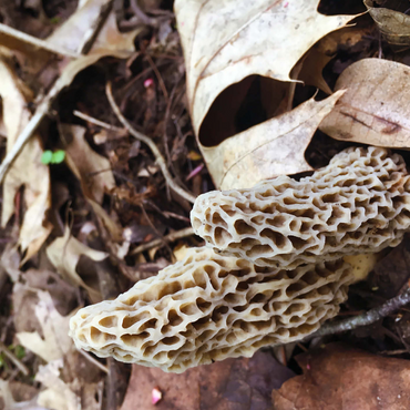 Mushrooms Sprouting in the Woods 500 Jigsaw Puzzle 3D Modell