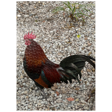 puzzleplate Colorful Rooster in Gravel Rocks 500 Jigsaw Puzzle
