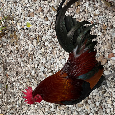 Colorful Rooster in Gravel Rocks 500 Jigsaw Puzzle 3D Modell