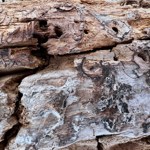 Tree Trunk Bark Texture 1000 Jigsaw Puzzle 3D Modell