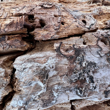 Tree Trunk Bark Texture 500 Jigsaw Puzzle 3D Modell