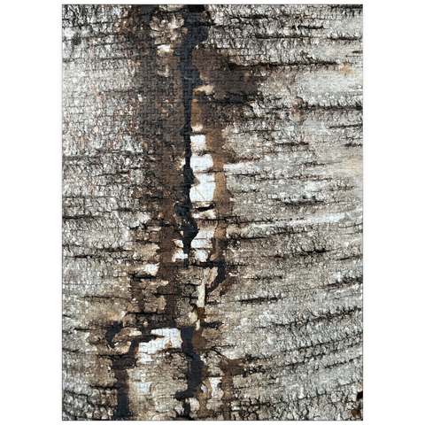puzzleplate Tree Bark Scar 1000 Jigsaw Puzzle