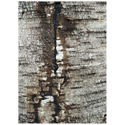 puzzleplate Tree Bark Scar 500 Jigsaw Puzzle