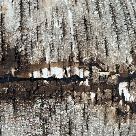 Tree Bark Scar 500 Jigsaw Puzzle 3D Modell