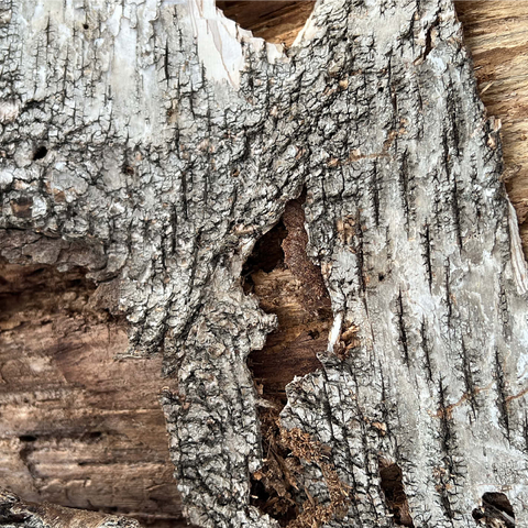 Tree Bark Funny Face 1000 Jigsaw Puzzle 3D Modell