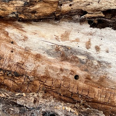 Cracked Tree Bark 1000 Jigsaw Puzzle 3D Modell