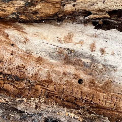 Cracked Tree Bark 500 Jigsaw Puzzle 3D Modell