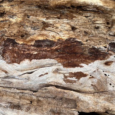 Colorful Tree Bark 1000 Jigsaw Puzzle 3D Modell