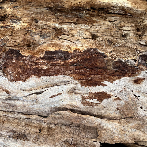 Colorful Tree Bark 1000 Jigsaw Puzzle 3D Modell