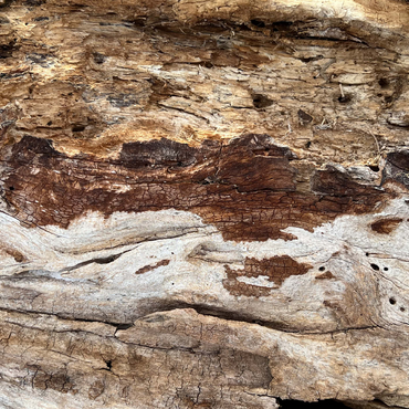 Colorful Tree Bark 500 Jigsaw Puzzle 3D Modell