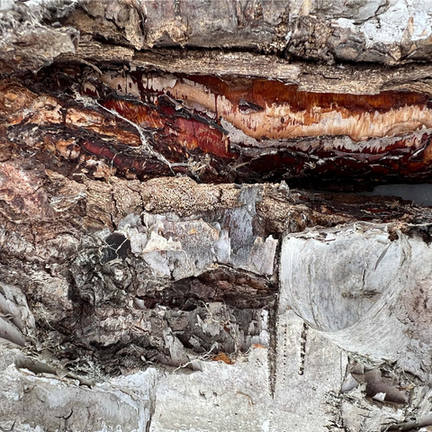 Colorful Tree Bark Scars 1000 Jigsaw Puzzle 3D Modell