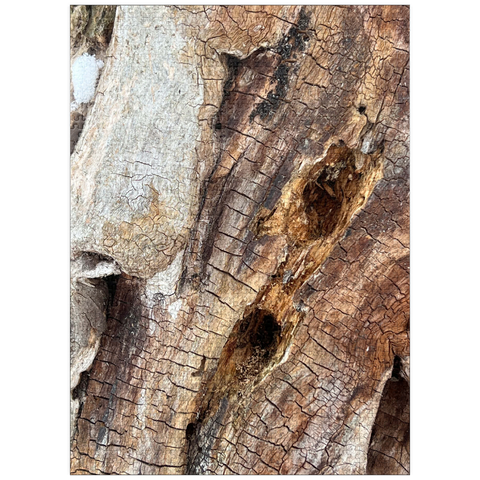 puzzleplate Magical Tree Bark 1000 Jigsaw Puzzle