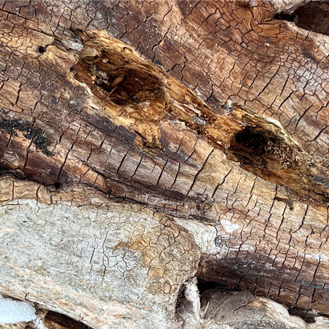 Magical Tree Bark 1000 Jigsaw Puzzle 3D Modell