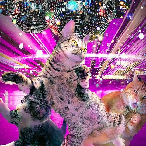 Disco Dancing Cat in 70s Retro - Random Galaxy 1000 Jigsaw Puzzle 3D Modell