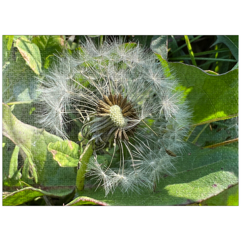 puzzleplate Summer Dandelion 1000 Jigsaw Puzzle