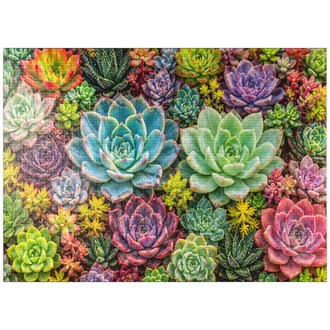puzzleplate Colorful Succulent Garden 1000 Jigsaw Puzzle