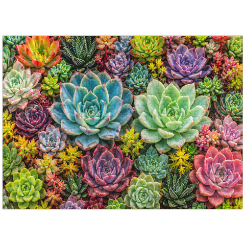 puzzleplate Colorful Succulent Garden 300 Jigsaw Puzzle