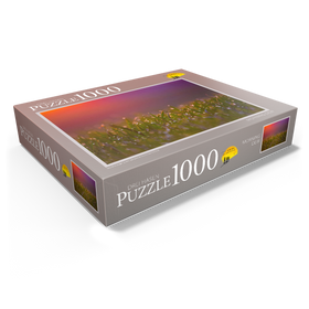 1000