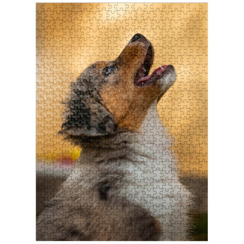 puzzleplate Aussi puppy 500 Jigsaw Puzzle