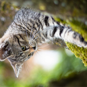 Treecat - cat climbing in tree 100 Jigsaw Puzzle 3D Modell