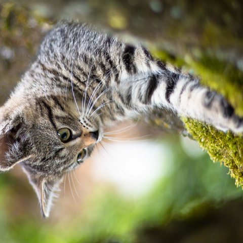 Treecat - cat climbing in tree 500 Jigsaw Puzzle 3D Modell