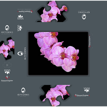 Orchid intimacy 1000 Jigsaw Puzzle box 3D Modell