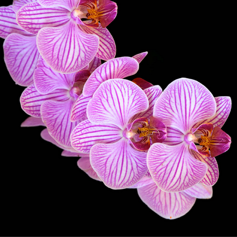Orchid intimacy 100 Jigsaw Puzzle 3D Modell