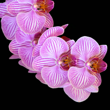 Orchid intimacy 500 Jigsaw Puzzle 3D Modell
