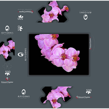 Orchid intimacy 500 Jigsaw Puzzle box 3D Modell