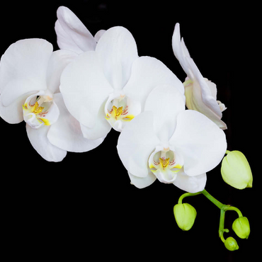 Pure Orchid 100 Jigsaw Puzzle 3D Modell