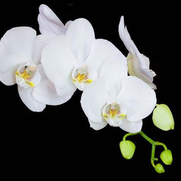 Pure Orchid 500 Jigsaw Puzzle 3D Modell