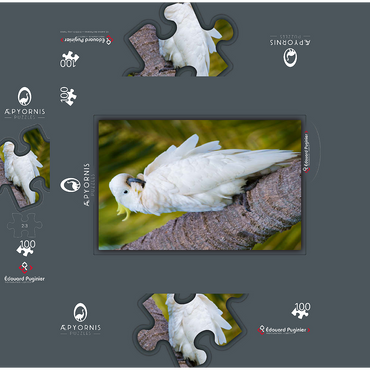 Sulphur-Crested Cockatoo 100 Jigsaw Puzzle box 3D Modell